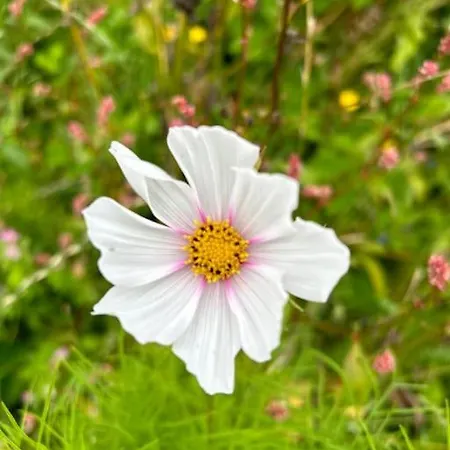 Currach Ban * Galway