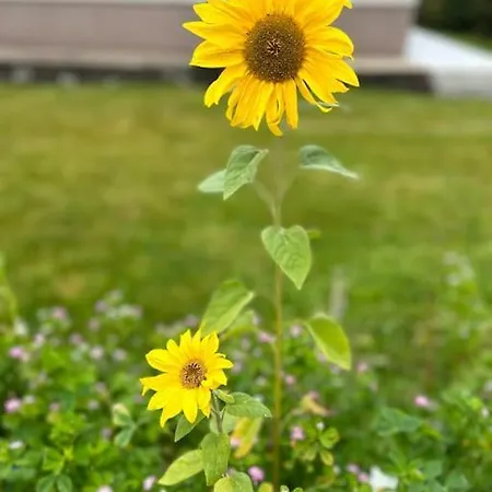 Currach Ban Apartament