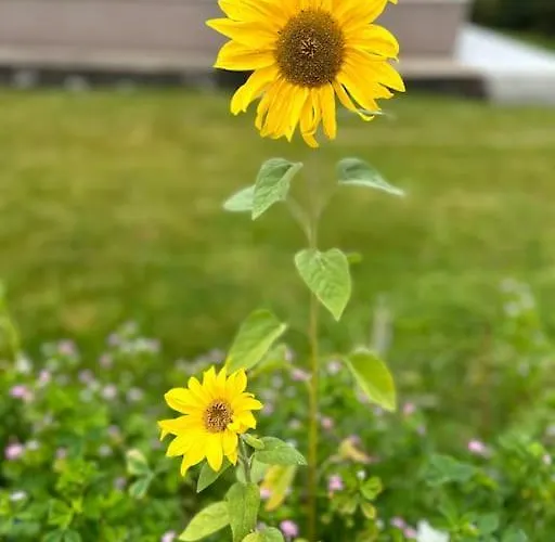 Currach Ban Lejlighed