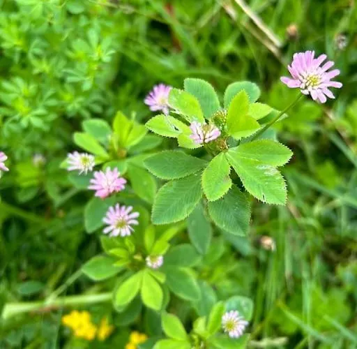 Apartament Currach Ban *