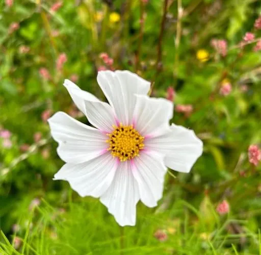 Currach Ban * Galway