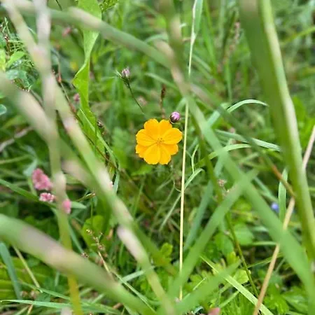 Currach Ban Голуэй