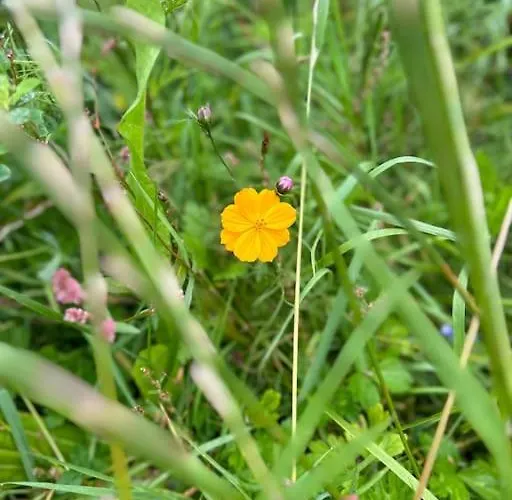 Currach Ban Голуэй